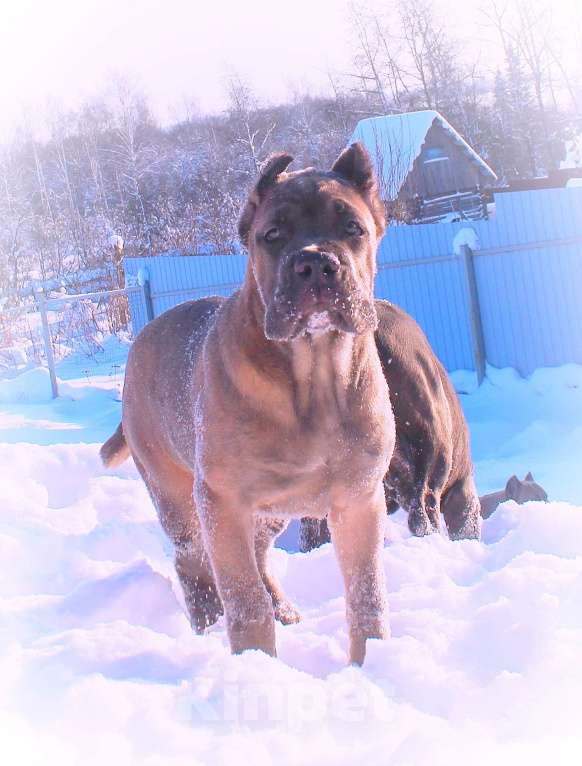 Собаки в Москве: Кане корсо. Две девочки Девочка, 60 000 руб. - фото 3