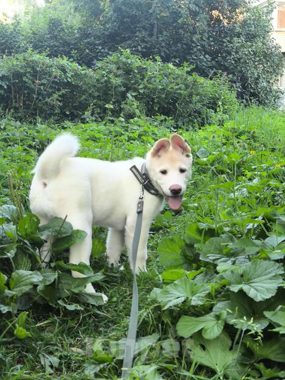 Собаки в Санкт-Петербурге: Щенок американской акиты  Девочка, Бесплатно - фото 4