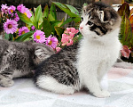 Кошки в Балашихе: Кошечка - девочка от домашней сибирской кошки. Отец вислоухий шотландец. Девочка, 7 000 руб. - фото 1