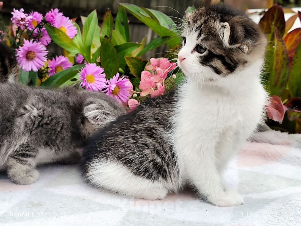 Кошки в Балашихе: Кошечка - девочка от домашней сибирской кошки. Отец вислоухий шотландец. Девочка, 7 000 руб. - фото 1