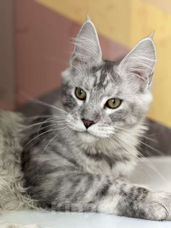 Кошки в Москве: Пушистый ангел для вашего настроения Мальчик, 80 000 руб. - фото 2