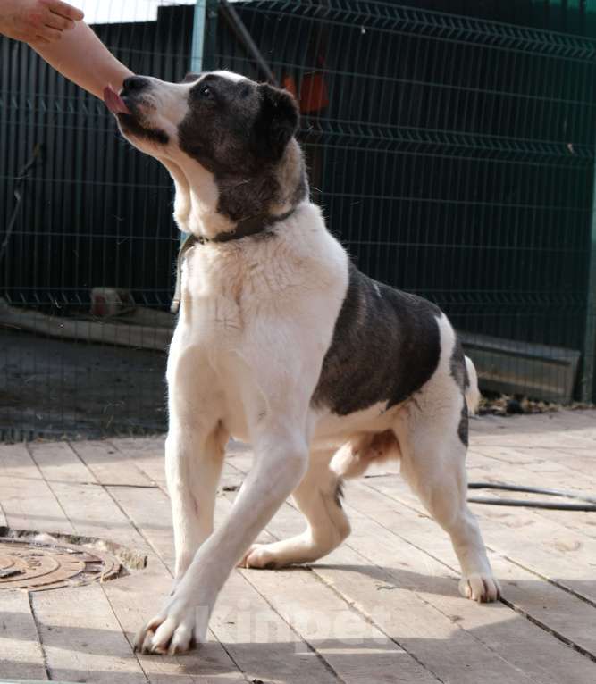 Собаки в Москве: Алабай, у которого мало шансов Мальчик, Бесплатно - фото 3