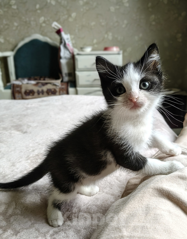 Кошки в Санкт-Петербурге: Котята в добрые руки Мальчик, Бесплатно - фото 5