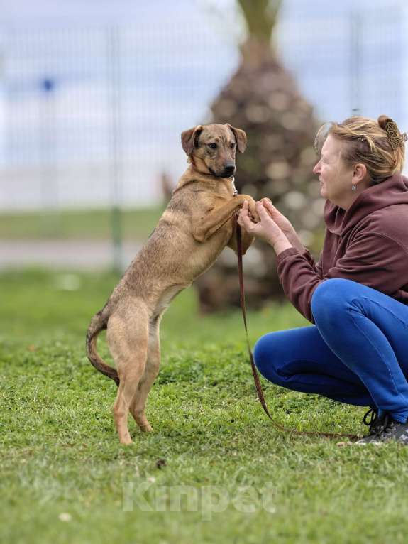 Собаки в Чехове: Алиса - идеальная собака для квартиры Девочка, Бесплатно - фото 8