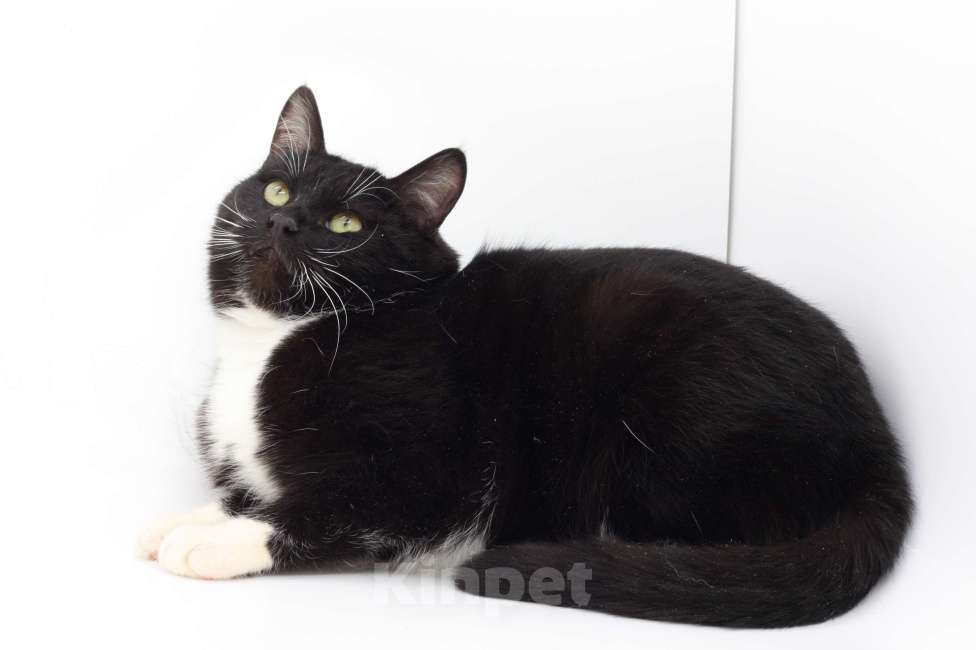 Кошки в Москве: Котёнок Марсель в добрые руки Мальчик, Бесплатно - фото 4