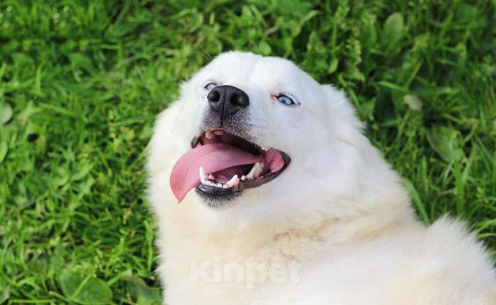 Собаки в других городах Московской области: Красивый белоснежный пес в добрые руки бесплатно Мальчик, Бесплатно - фото 2