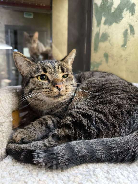 Кошки в Москве: Кошечка Пеппер и её взгляд Девочка, Бесплатно - фото 3