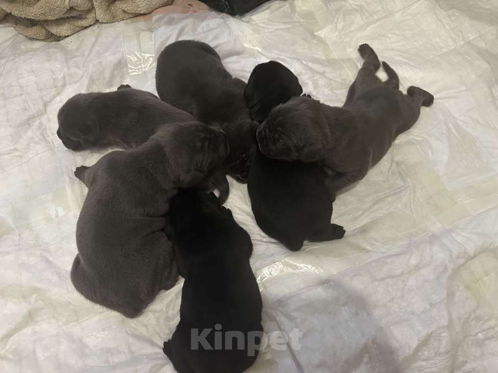 Собаки в других городах Московской области: Щенки Кане-корсо Девочка, 45 000 руб. - фото 8