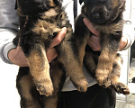 Собаки в Казани: Щенки немецкой овчарки  Мальчик, Бесплатно - фото 5