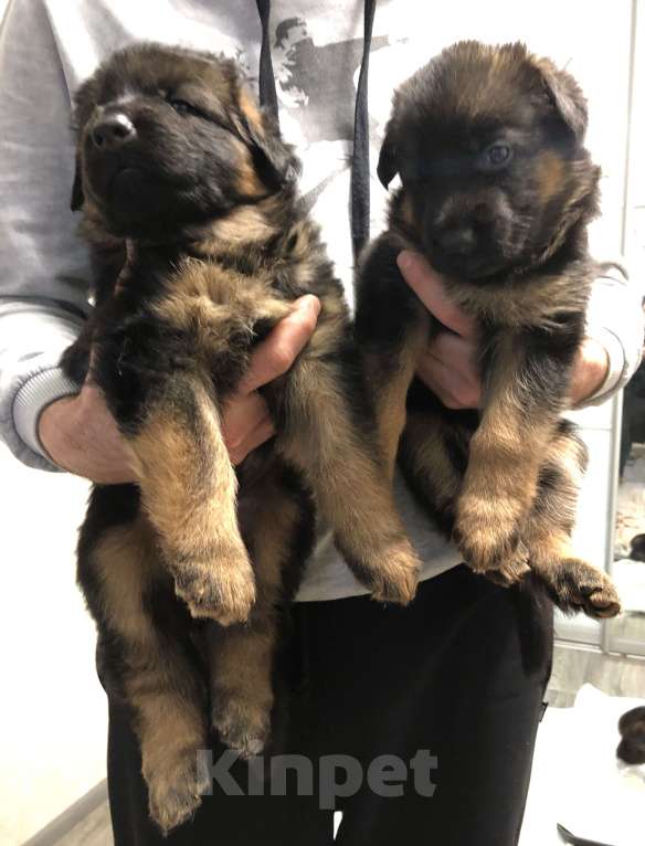 Собаки в Казани: Щенки немецкой овчарки  Мальчик, Бесплатно - фото 5