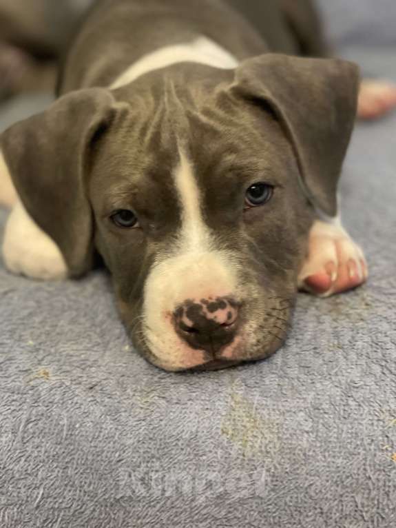 Собаки в Балашихе: Мухич Мальчик, Бесплатно - фото 1