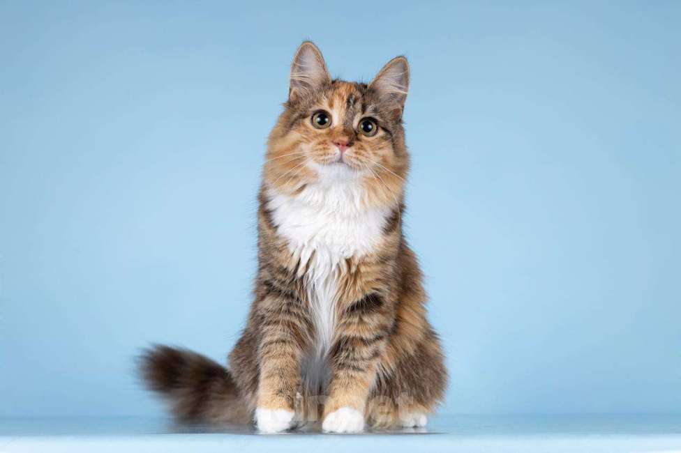 Кошки в Москве: Для котёнка-подростка Фионы ищем самые добрые руки.  Девочка, Бесплатно - фото 4