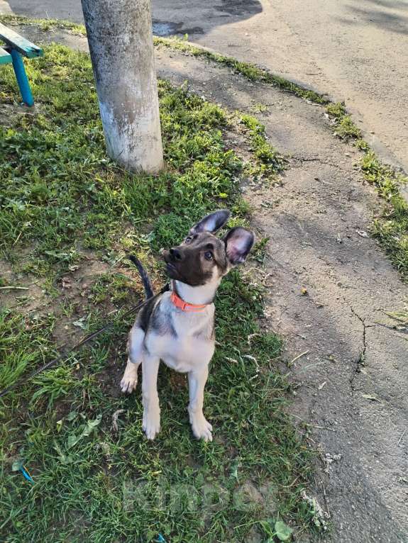 Собаки в других городах Московской области: Отдам щенка в добрые руки Мальчик, Бесплатно - фото 10