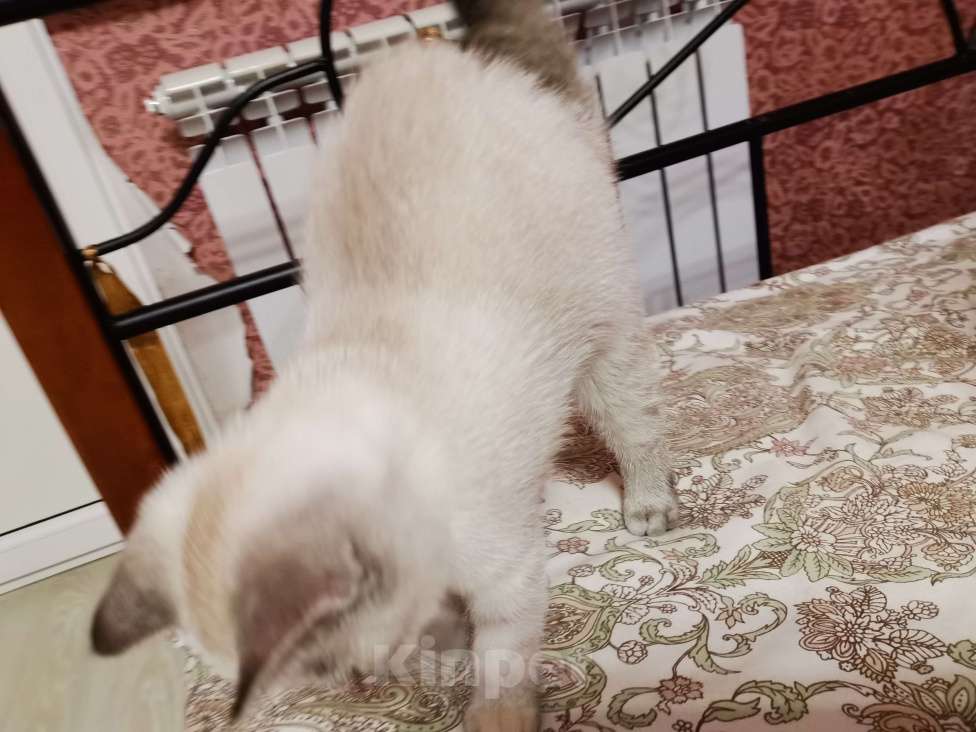 Кошки в Москве: Шотландский котёнок, Британский Девочка, 10 000 руб. - фото 3