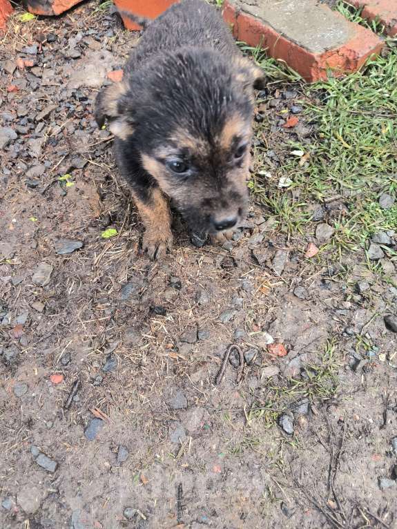 Собаки в Ростове-на-Дону: Щенки девочки в добрые руки Девочка, Бесплатно - фото 3