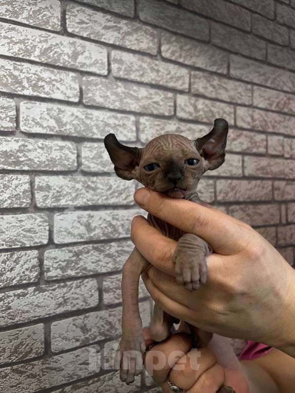 Кошки в Москве: Котята сфинкс эльф Мальчик, 35 000 руб. - фото 1