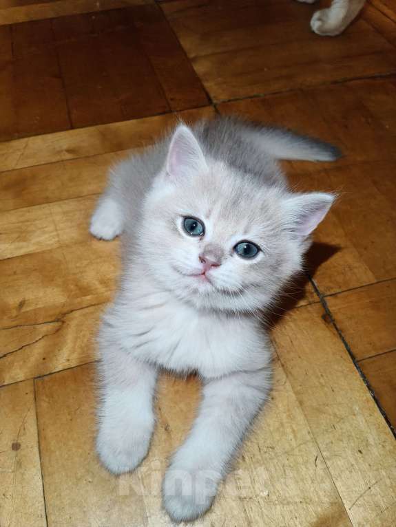 Кошки в Санкт-Петербурге: Продаются чистокровные котята британской шиншиллы Мальчик, 60 000 руб. - фото 1