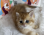 Кошки в Москве: Британский котенок ny11 Девочка, 55 000 руб. - фото 6