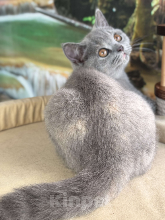Кошки в Москве: Голубокремова черепаха кошечка Девочка, Бесплатно - фото 2