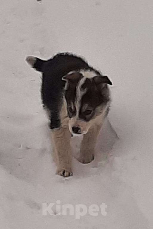 Собаки в Казани: Щёнок - потеряшка ищет заботливую семью и друга Мальчик, Бесплатно - фото 2