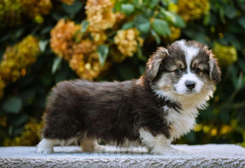 Собаки в Новосибирске: Вельш Корги Пемброк Джон Сильвер (Флаффи) Мальчик, 55 000 руб. - фото 3