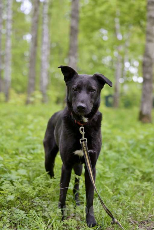 Собаки в Красногорске: Молодой метис овчарки Кинг  ждет хозяина  Мальчик, Бесплатно - фото 3