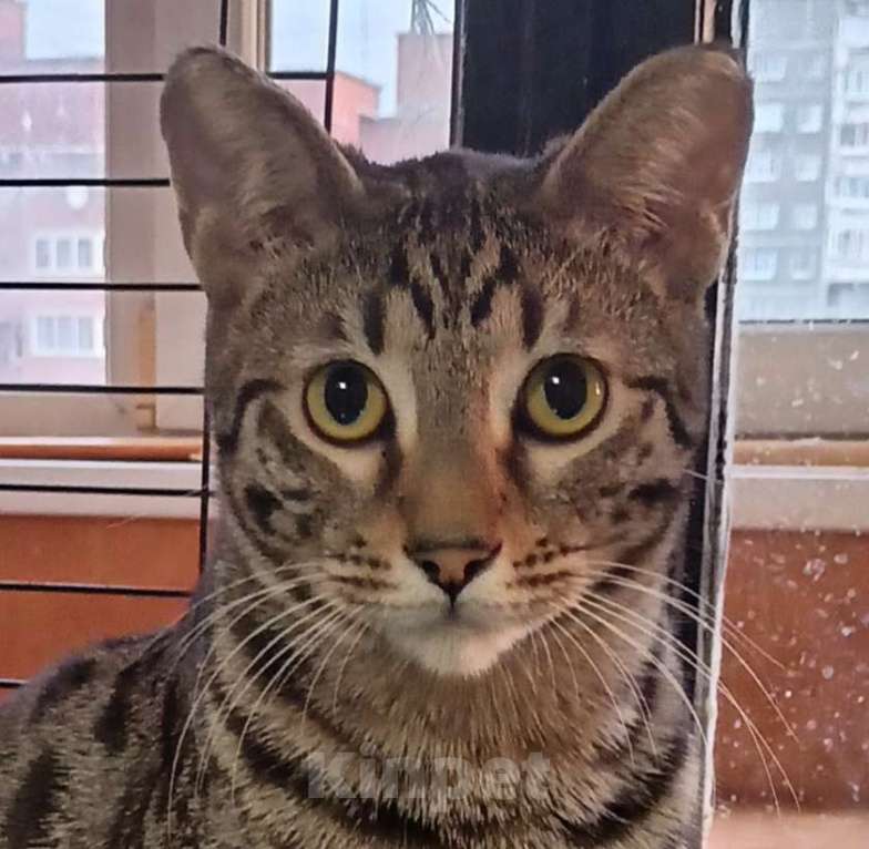 Кошки в Екатеринбурге: Котик Шалопай Мальчик, 15 000 руб. - фото 1