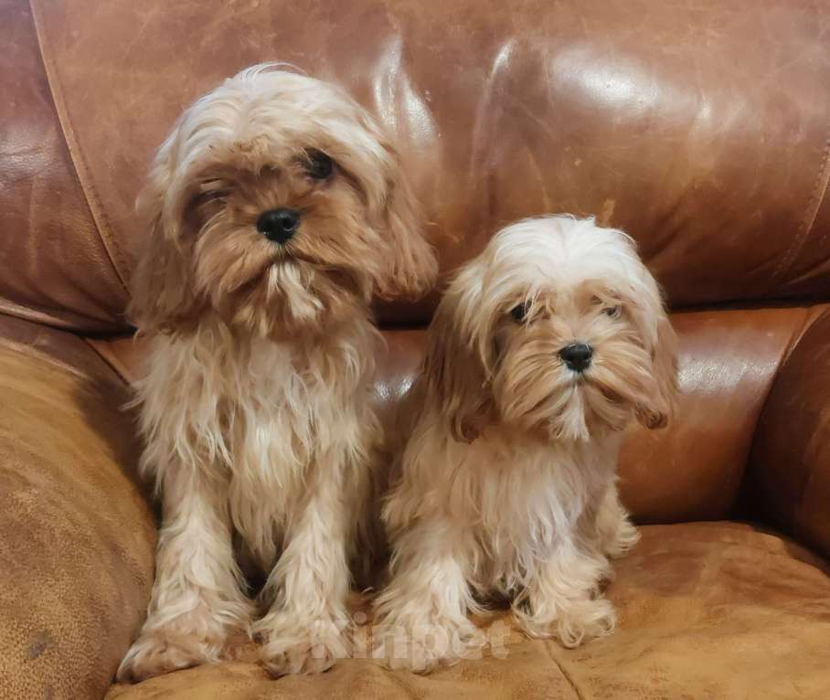 Собаки в Санкт-Петербурге: Щенки кавапу Разнополые, 50 000 руб. - фото 1