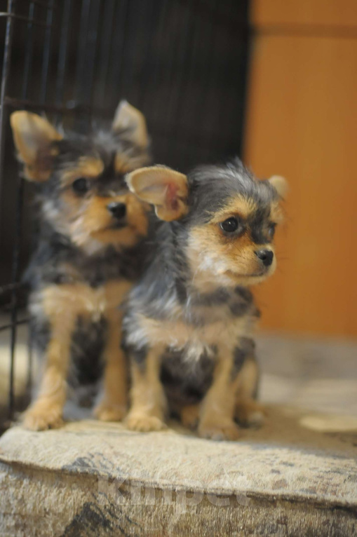 Собаки в Тюмени: миленькая девочка, Девочка, 15 000 руб. - фото 1