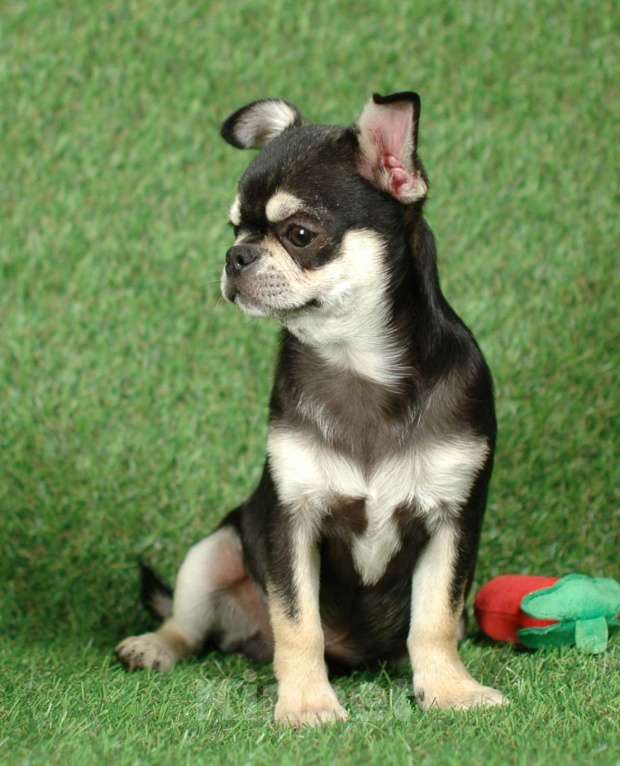 Собаки в Москве: Мальчик чихуахуа Мальчик, 14 000 руб. - фото 5