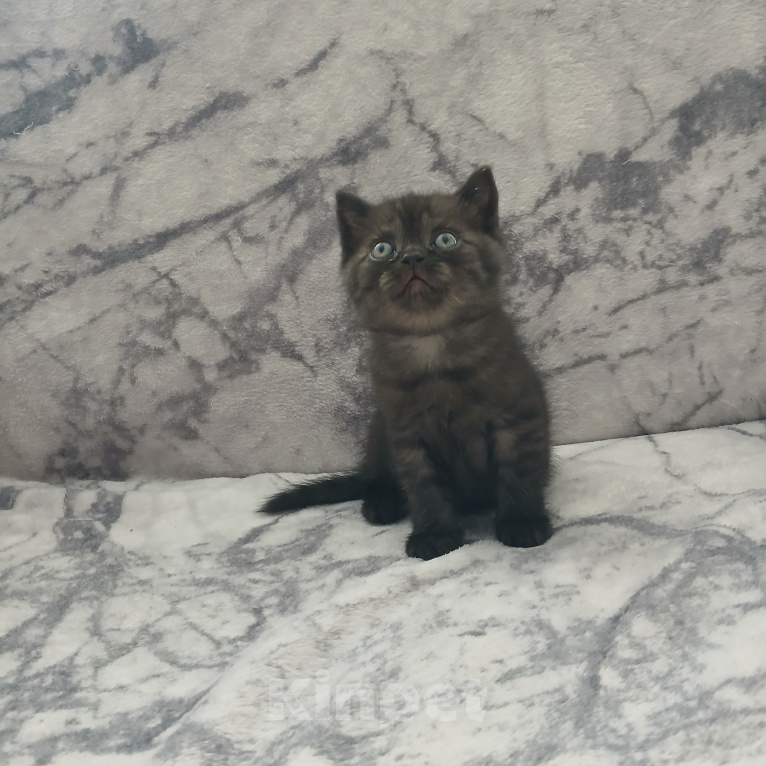 Кошки в Арзамасе: Продаю шотландского прямоухого котенка Мальчик, 5 000 руб. - фото 4