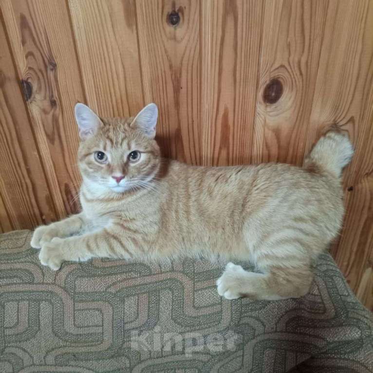 Кошки в Выборге: Милый рыжий котик в дар, 11 мес. Мальчик, Бесплатно - фото 2