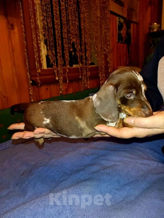 Собаки в других городах Московской области: Мраморный мальчик Мальчик, 90 000 руб. - фото 4