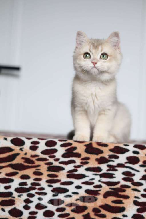 Кошки в Санкт-Петербурге: Британская голубая золотая шиншилла  Девочка, 60 000 руб. - фото 2