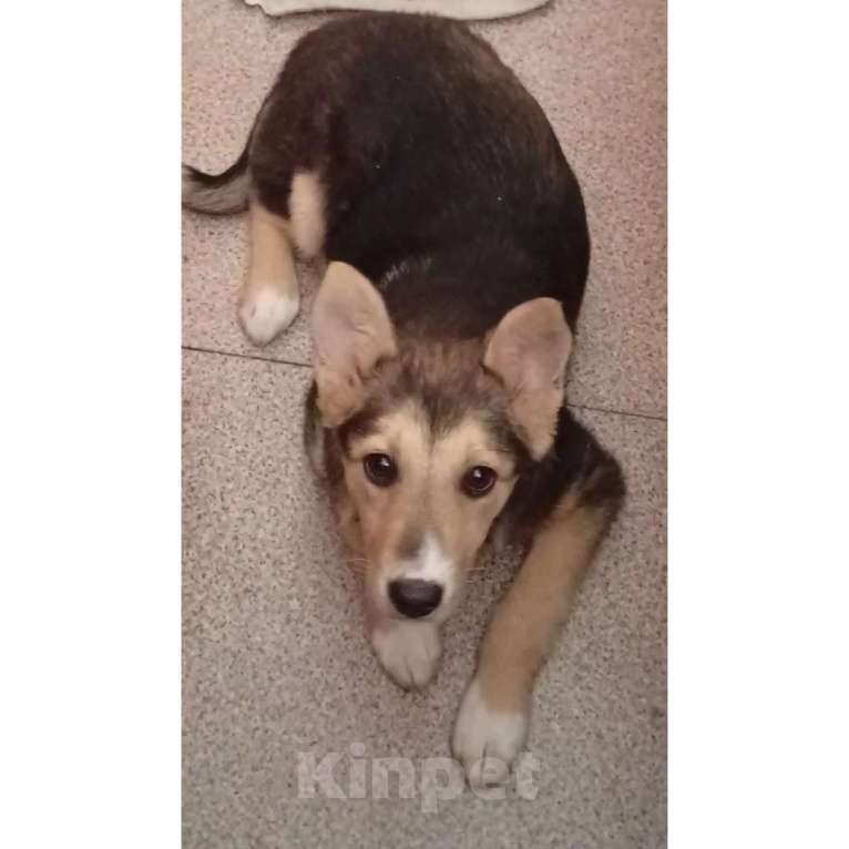 Собаки в Казани: Щенок метис лайки Мальчик, Бесплатно - фото 1