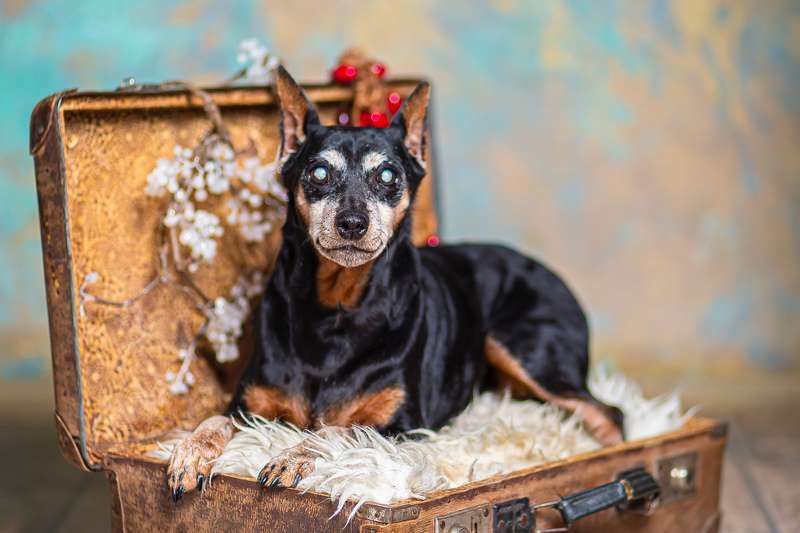 Собаки в Москве: Слепая цвергпинчер Пино в добрые руки Девочка, 1 руб. - фото 4