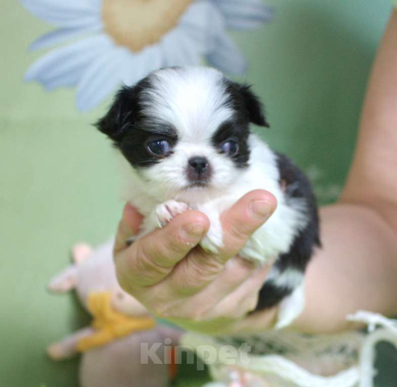Собаки в Москве: щенки девочки японского хина с документами РКФ Девочка, 35 000 руб. - фото 4