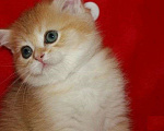 Кошки в Москве: Золотой прямоухий мальчик Мальчик, 30 000 руб. - фото 6