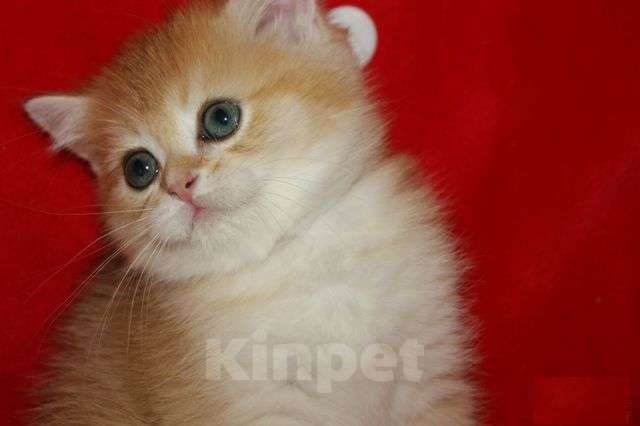 Кошки в Москве: Золотой прямоухий мальчик Мальчик, 30 000 руб. - фото 6