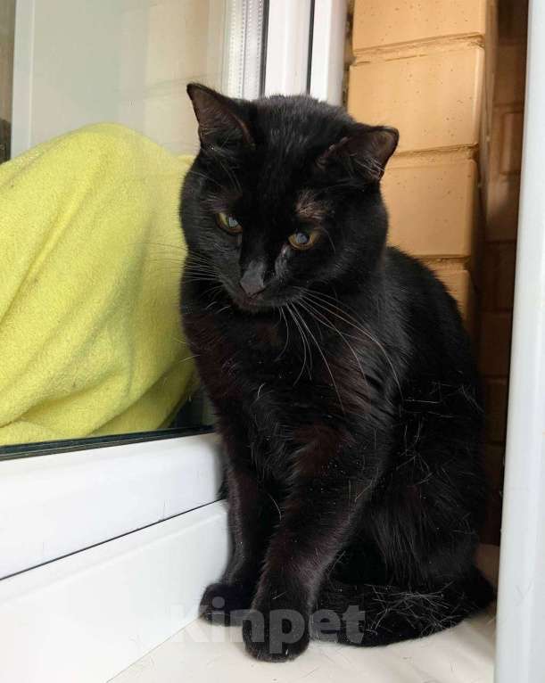 Кошки в Москве: Кошка Черри – длинноногая красотка в добрые руки Девочка, Бесплатно - фото 4