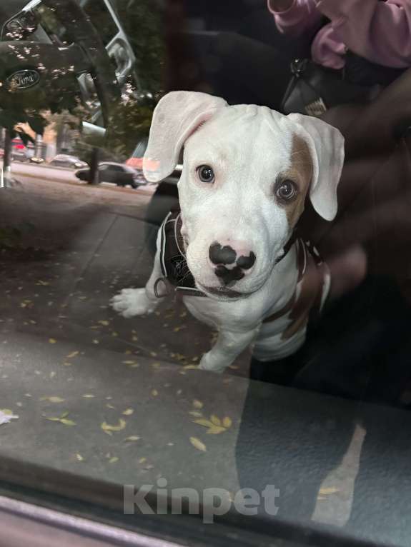 Собаки в Екатеринбурге: Американский стафордширский терьер щенок  Мальчик, 25 000 руб. - фото 4