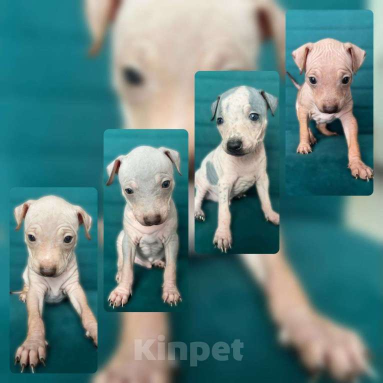 Собаки в Ставрополе: АГТ (Американский голый терьер) Мальчик, 40 000 руб. - фото 1