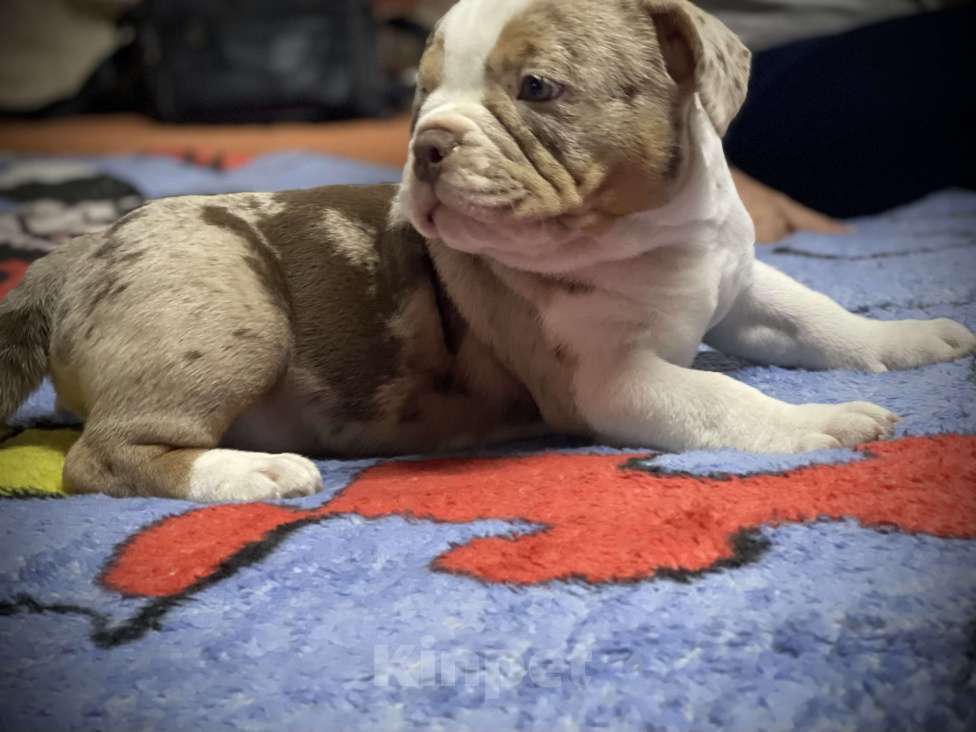 Собаки в Челябинске: Американский булли , щенки Мальчик, 60 000 руб. - фото 2