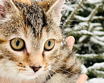 Кошки в Новосибирске: Котенок девочка полосатая Девочка, 5 руб. - фото 4