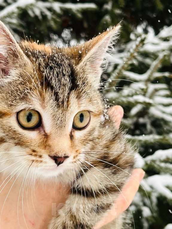 Кошки в Новосибирске: Котенок девочка полосатая Девочка, 5 руб. - фото 4