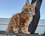 Кошки в других городах Московской области: Котенок Мейн-кун Мальчик, 50 000 руб. - фото 7