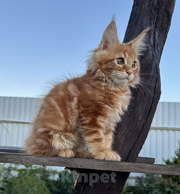 Кошки в других городах Московской области: Котенок Мейн-кун Мальчик, 50 000 руб. - фото 7
