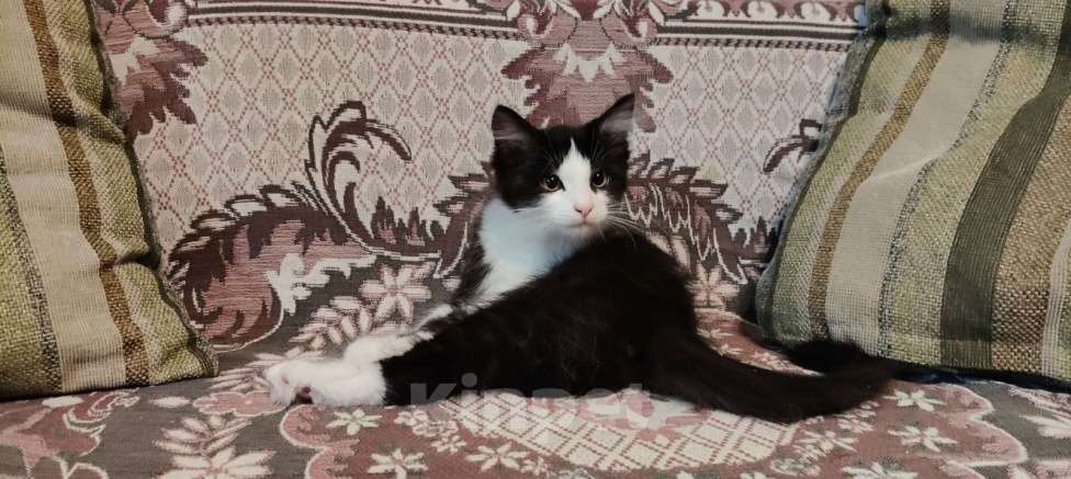 Кошки в других городах Воронежской области: Отдаем в хорошие руки Мальчик, Бесплатно - фото 2