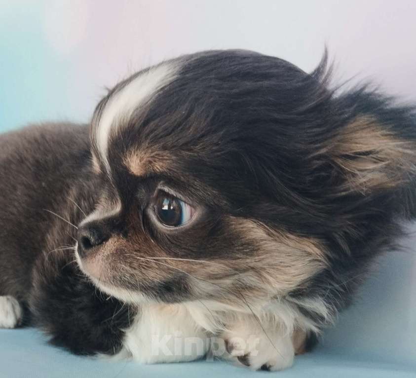 Собаки в Ногинске: Голубо- подпалая девочка Девочка, 55 000 руб. - фото 1