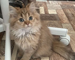 Кошки в Москве: Шотландская длинношерстная девочка Девочка, 35 000 руб. - фото 1